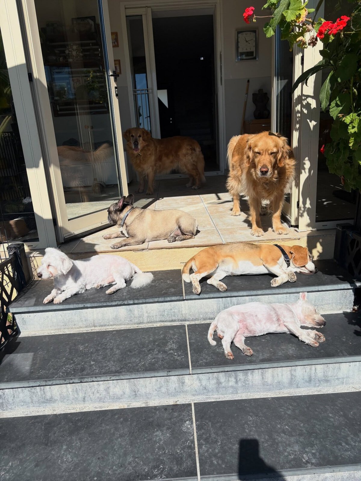 Le jardin ensoleillé de la pension avec les chiens