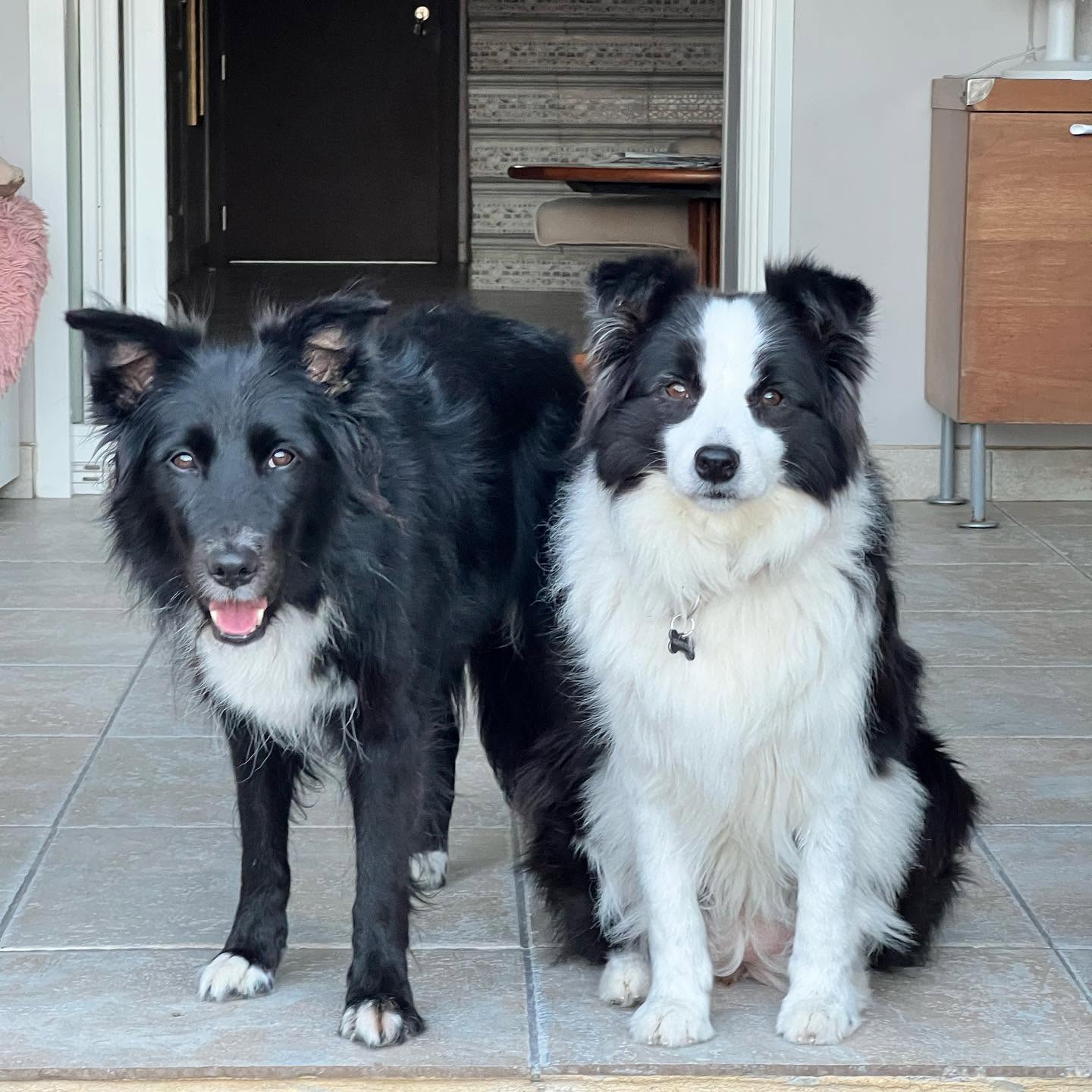 Deux chiens complices assis côte à côte