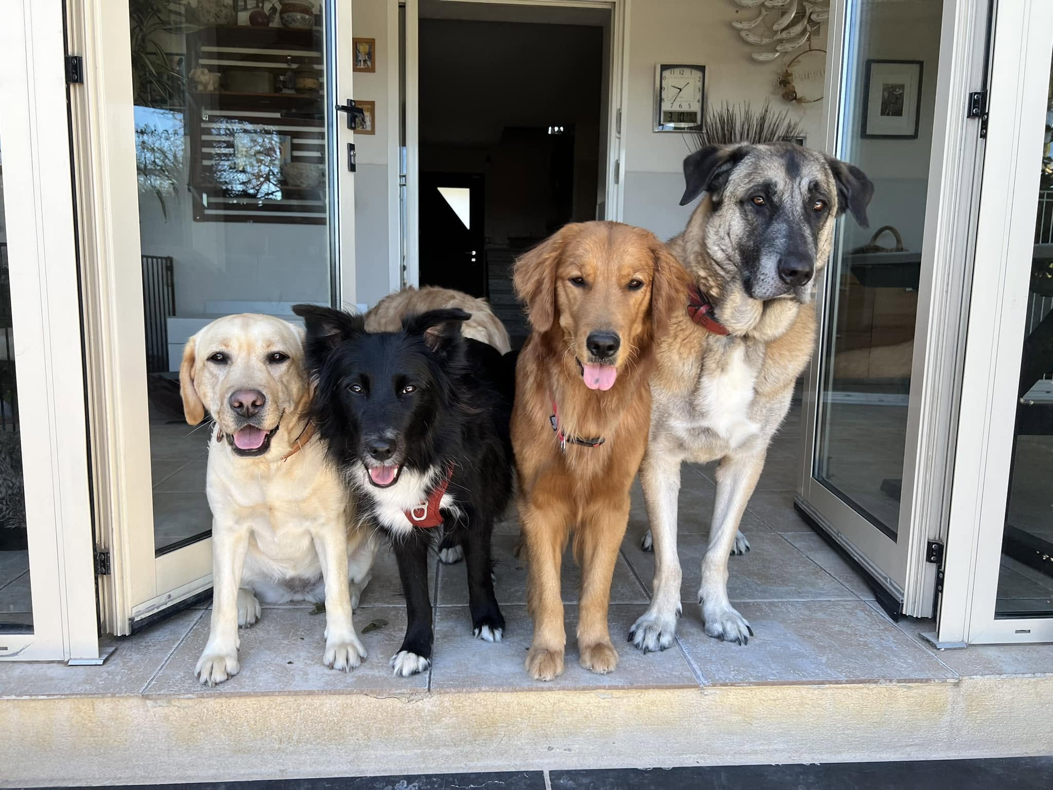 Plusieurs chiens réunis à l'entrée de la maison, à Biot